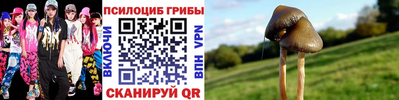 где найти   Шатура  Псилоцибиновые грибы прущие грибы 